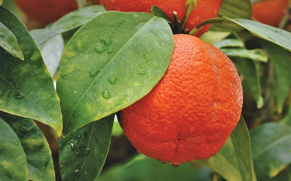 L'art de choisir les meilleures oranges pour un jus frais