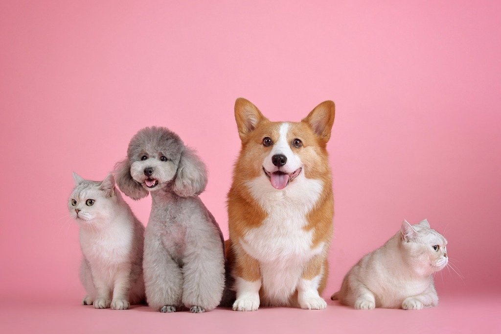Pourquoi le choix du collier est crucial pour votre chien ?