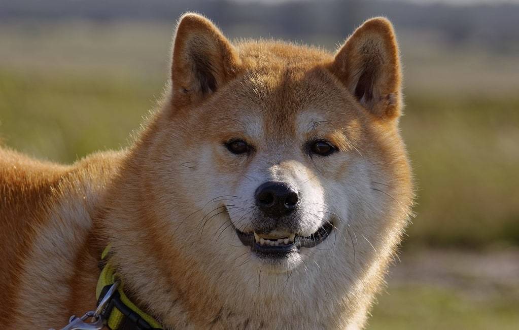 Pourquoi utiliser de l'huile de paraffine pour mon chien ?